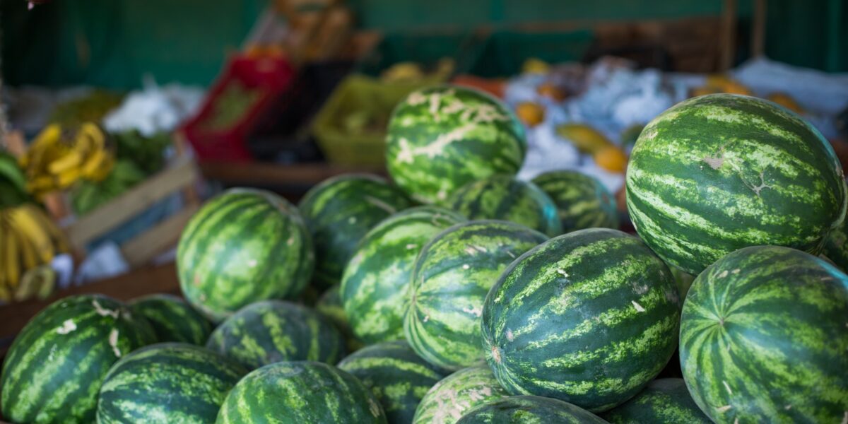 Goiás lidera produção nacional de melancia e alcança recorde em valor da produção