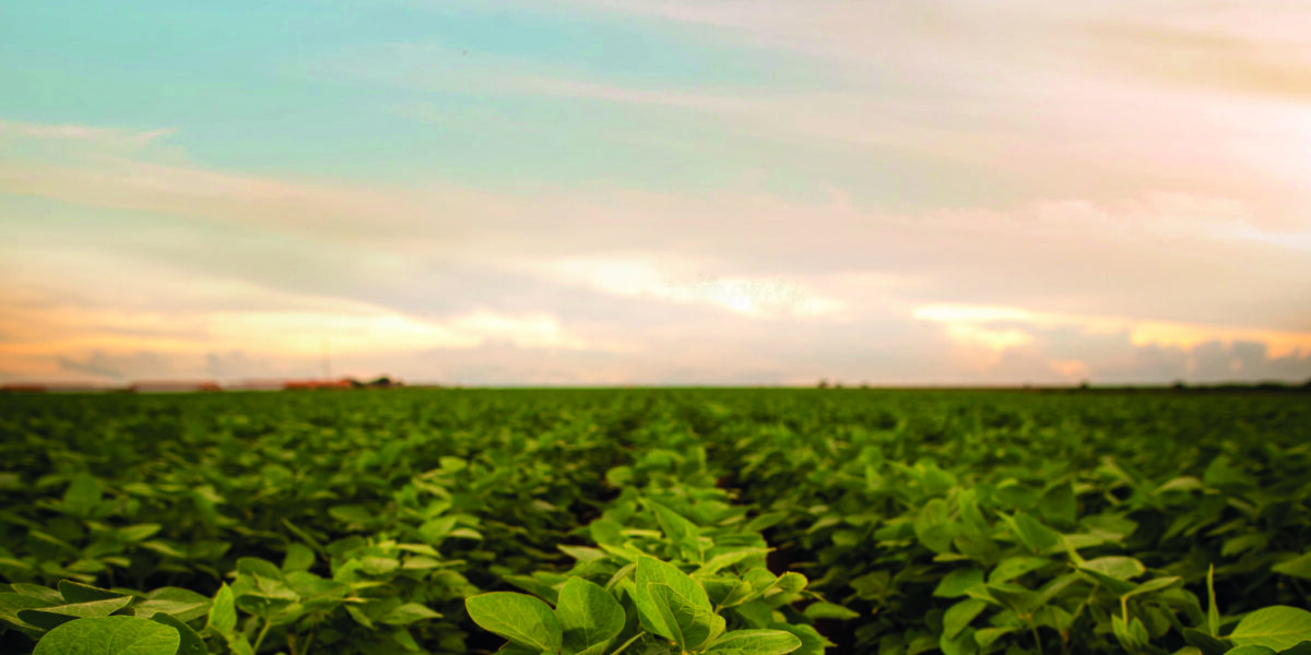 Governo de Goiás une eficiência no campo e conservação ambiental com Plano ABC+GO