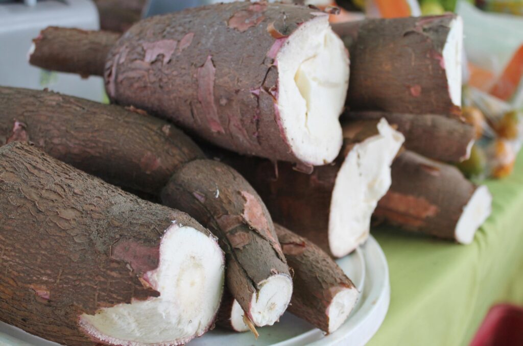 Produção de mandioca em Goiás cresce 83% e fortalece economia local com expansão e valorização do setor