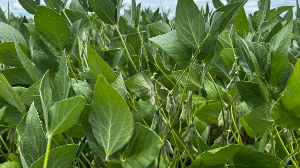 Goiás projeta segunda maior safra de grãos da história com 35,8 milhões de toneladas na 2025/26