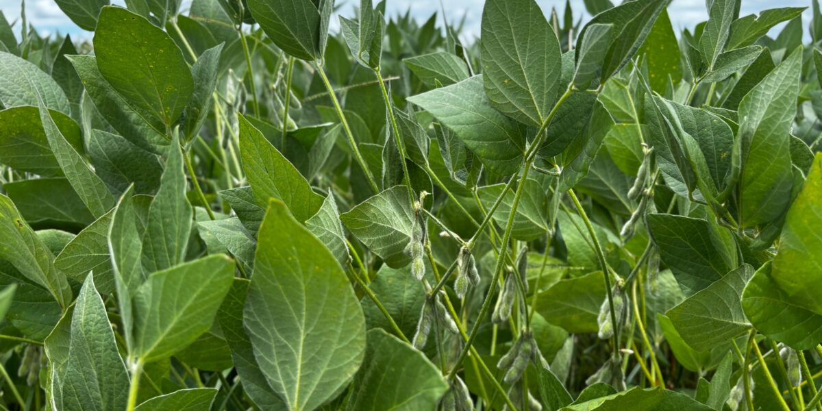 Goiás caminha para a segunda maior safra de grãos da história