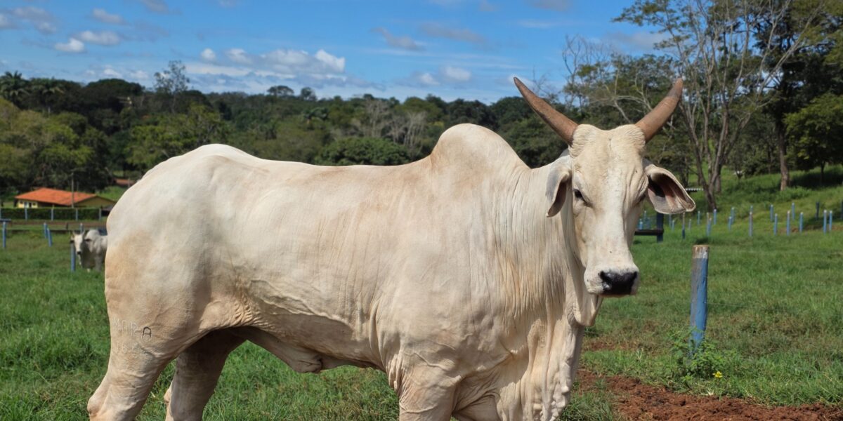 Goiás deve movimentar R$ 23,7 bilhões com bovinocultura em 2026