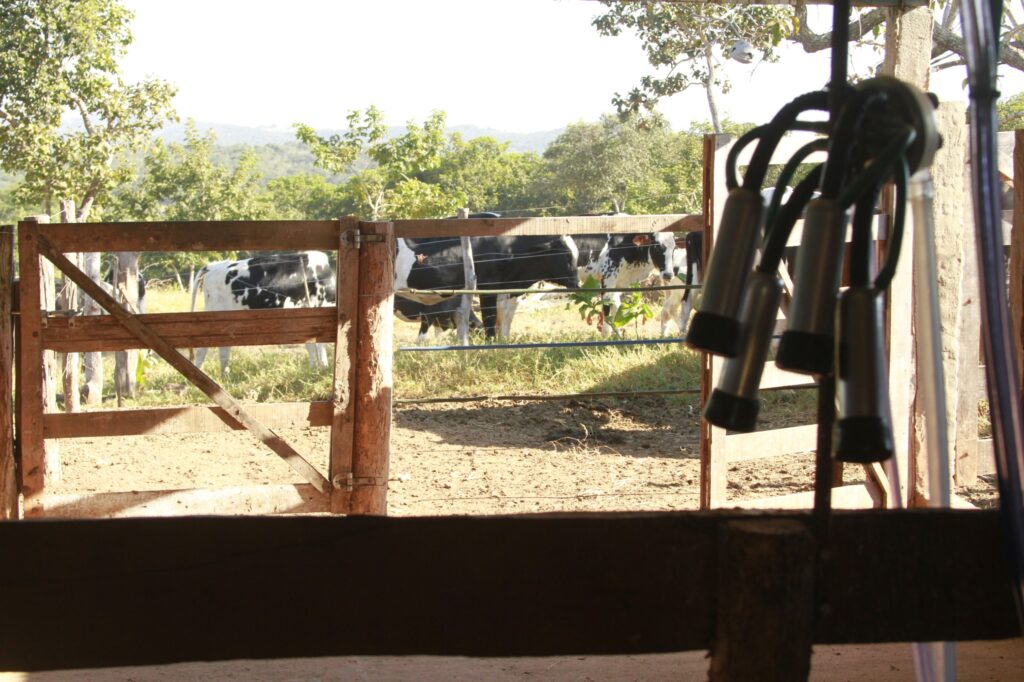 Governo de Goiás aprova R$ 3,7 milhões em propostas para PAA Leite 2026 e fortalece a agricultura familiar