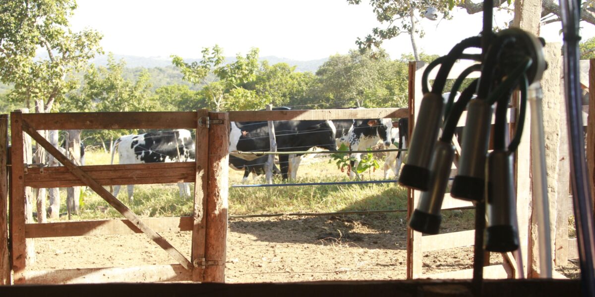 Governo de Goiás seleciona mais de R$ 3,7 milhões em propostas no PAA Leite 2026
