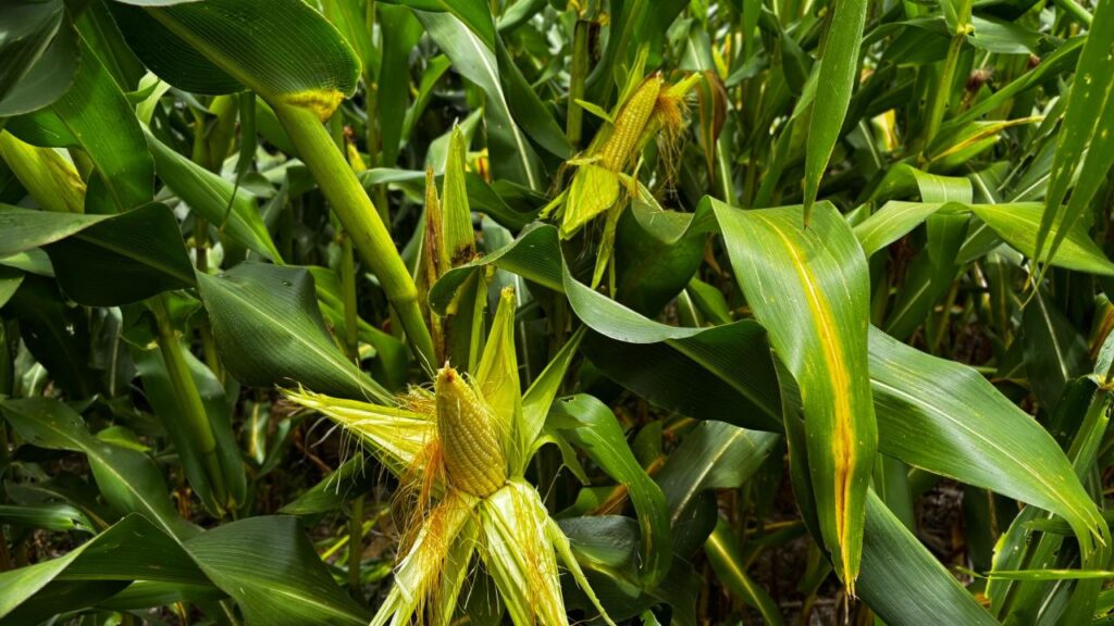 Goiás se prepara para segunda maior safra de milho da história, com 11,88 milhões de toneladas previstas