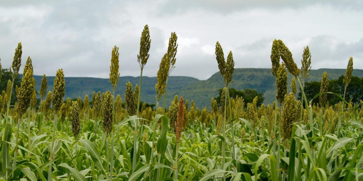 Goiás mantém liderança nacional na produção de sorgo pelo oitavo ano consecutivo