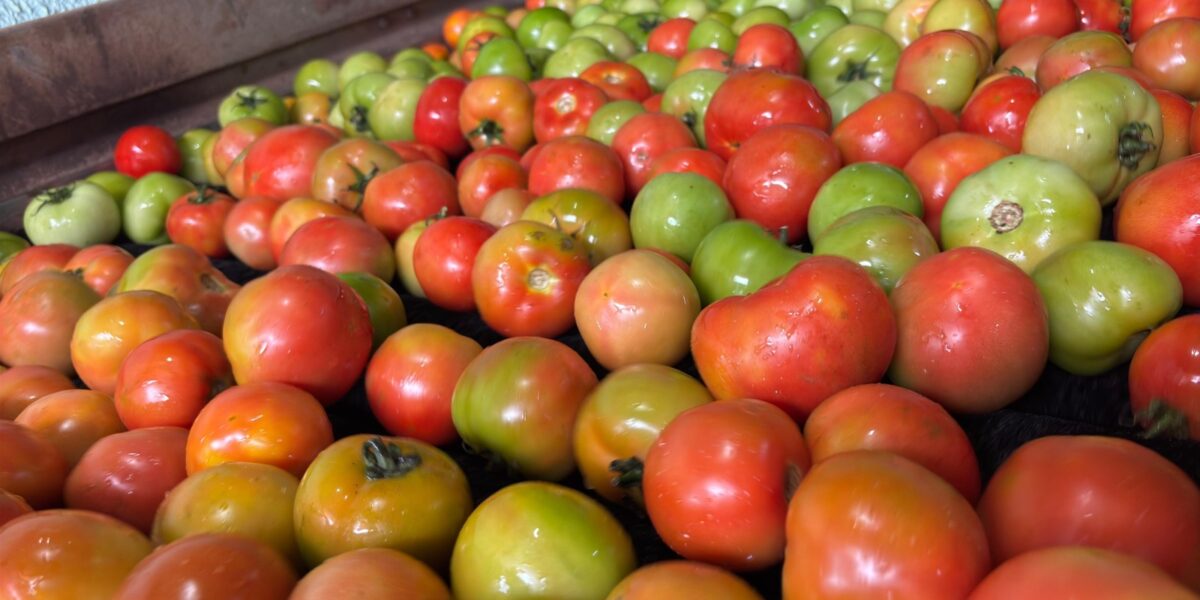 Goiás lidera produção nacional de tomate com 1,34 milhão de toneladas estimadas para 2026