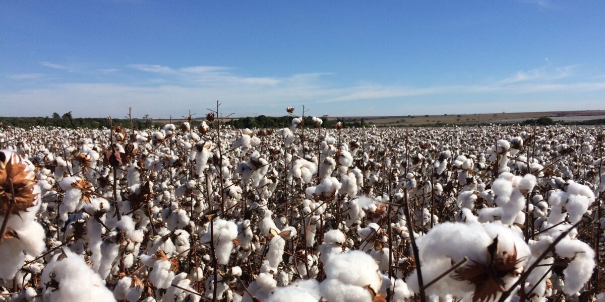 Agrodefesa participa do Dia do Algodão em Goiatuba