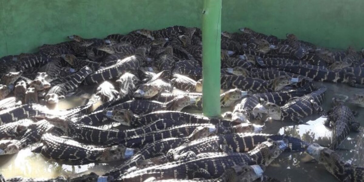 Manejo sustentado de jacarés já é realidade em GOIÁS