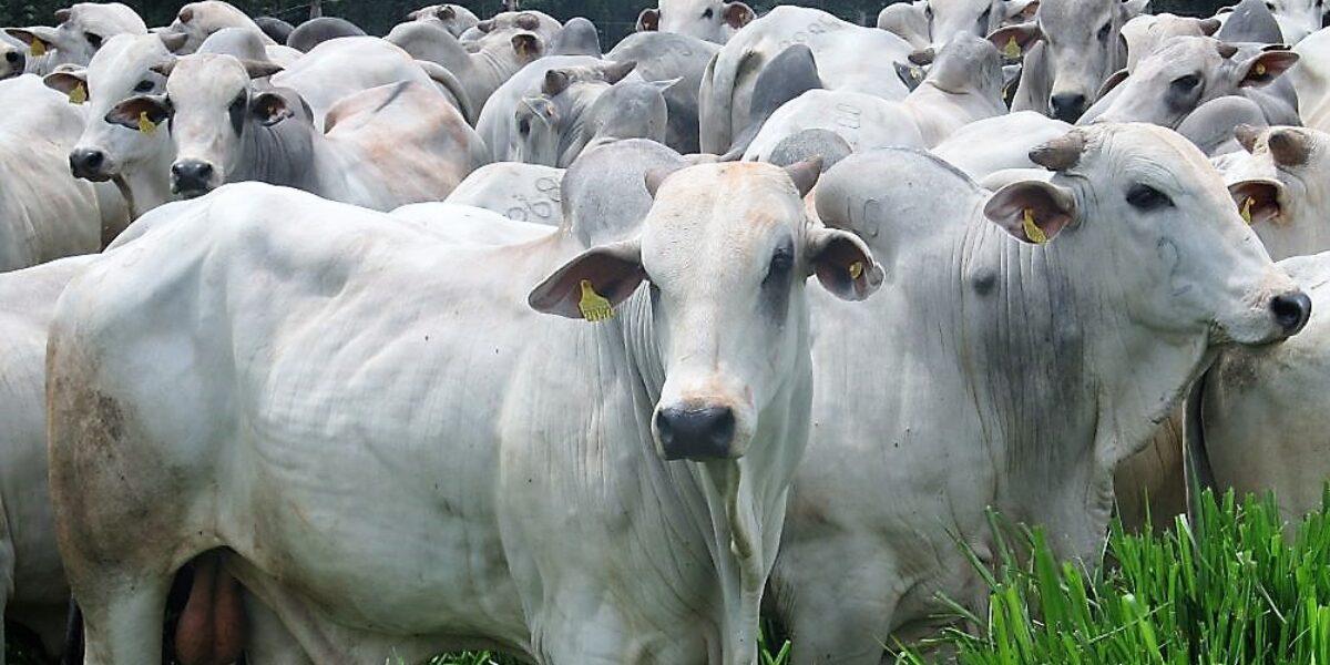 Instrução Normativa da Sefaz e Agrodefesa regulam venda de grãos e animais por meio de procuração