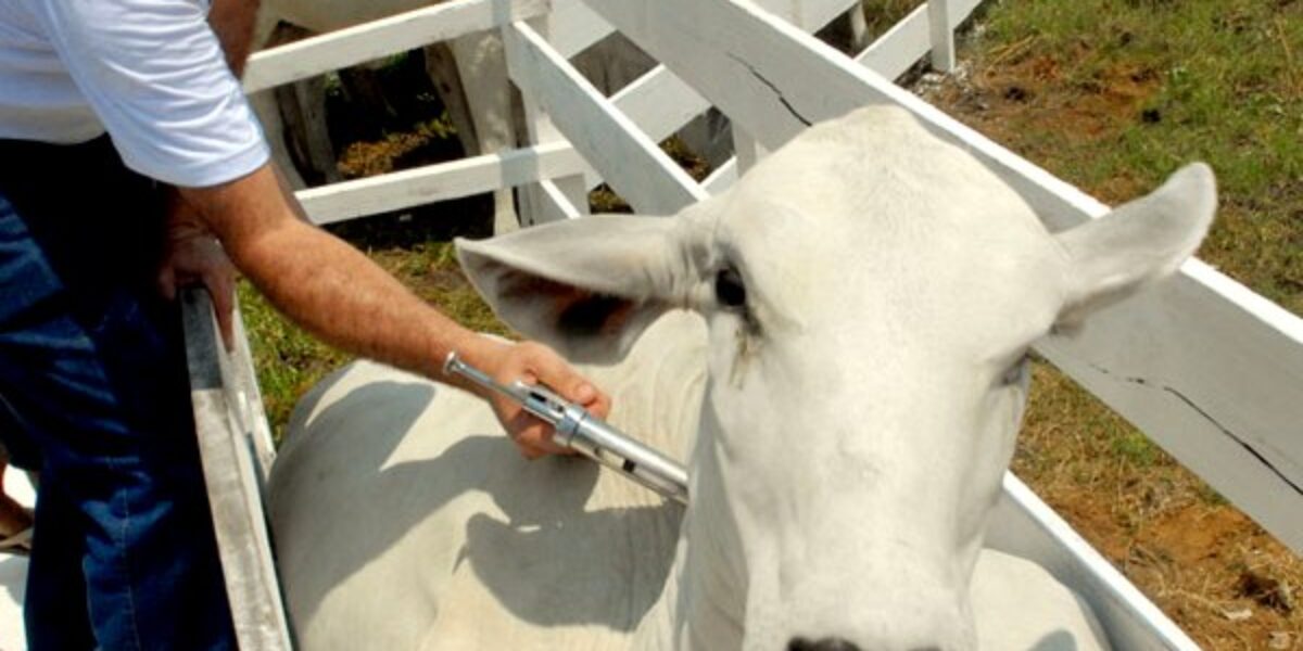 Campanha de vacinação de bovinos e bubalinos contra febre aftosa começa nesta quarta-feira