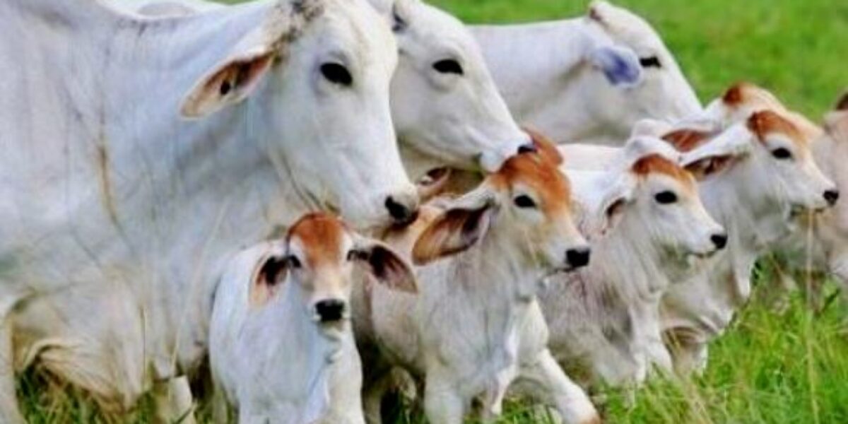 Vacinação de bezerras bovinas e bubalinas contra brucelose é obrigatória, alerta Agrodefesa