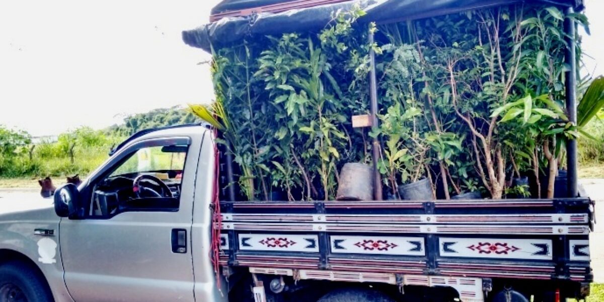 Operação da Agrodefesa apreende e destrói mudas frutíferas comercializadas de forma ambulante