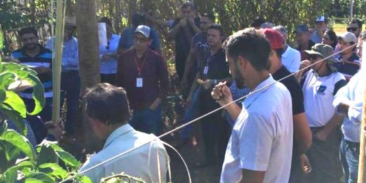 Agrodefesa participa de Encontro Técnico sobre Tomate para Mesa em Goiás