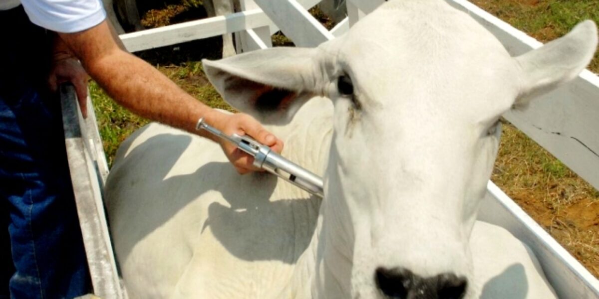 Vacinação contra aftosa na etapa de maio alcança índice de 98,36% do rebanho, mostra Agrodefesa