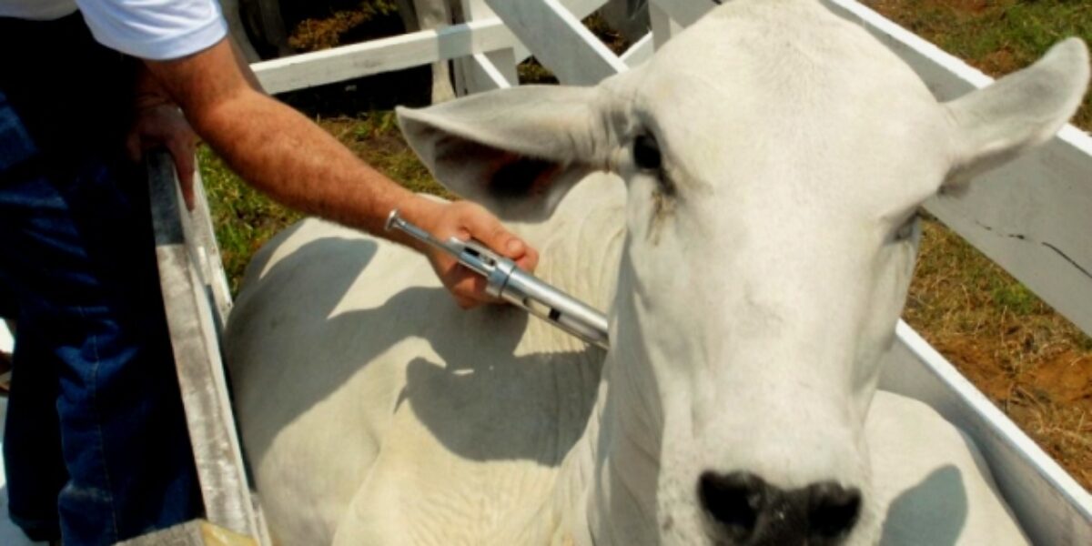 Governo de Goiás, por meio da Agrodefesa, envia ao Mapa relatório de vacinação contra aftosa em maio. Índice chegou a 99,24%