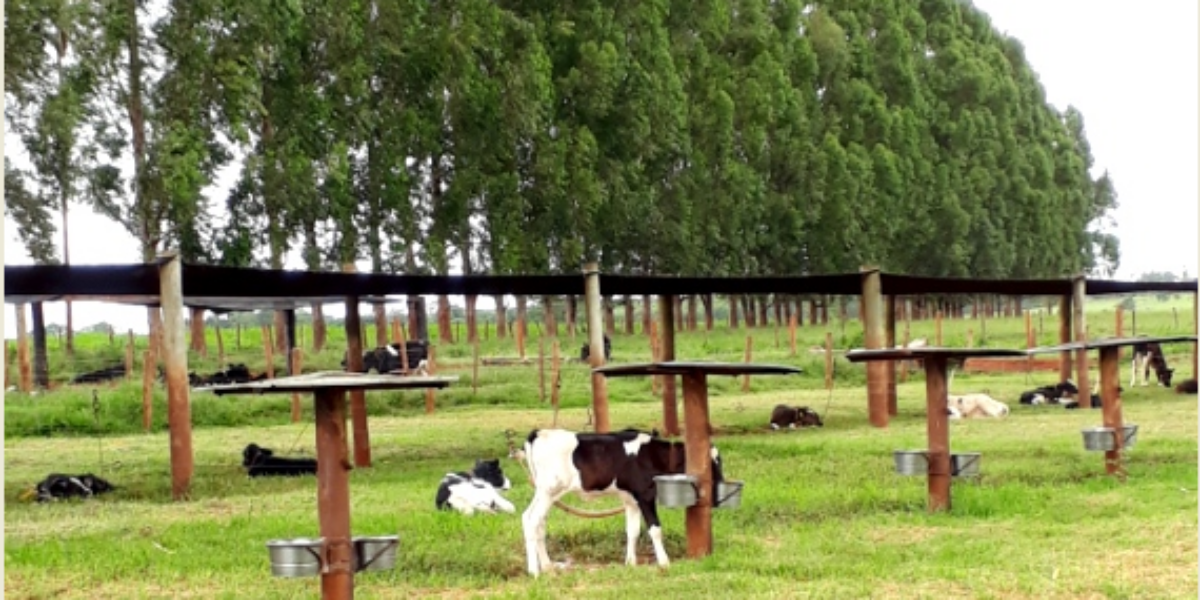 Agrodefesa certifica Fazenda Santa Rosa como livre de brucelose e tuberculose, primeira de Goiás este ano