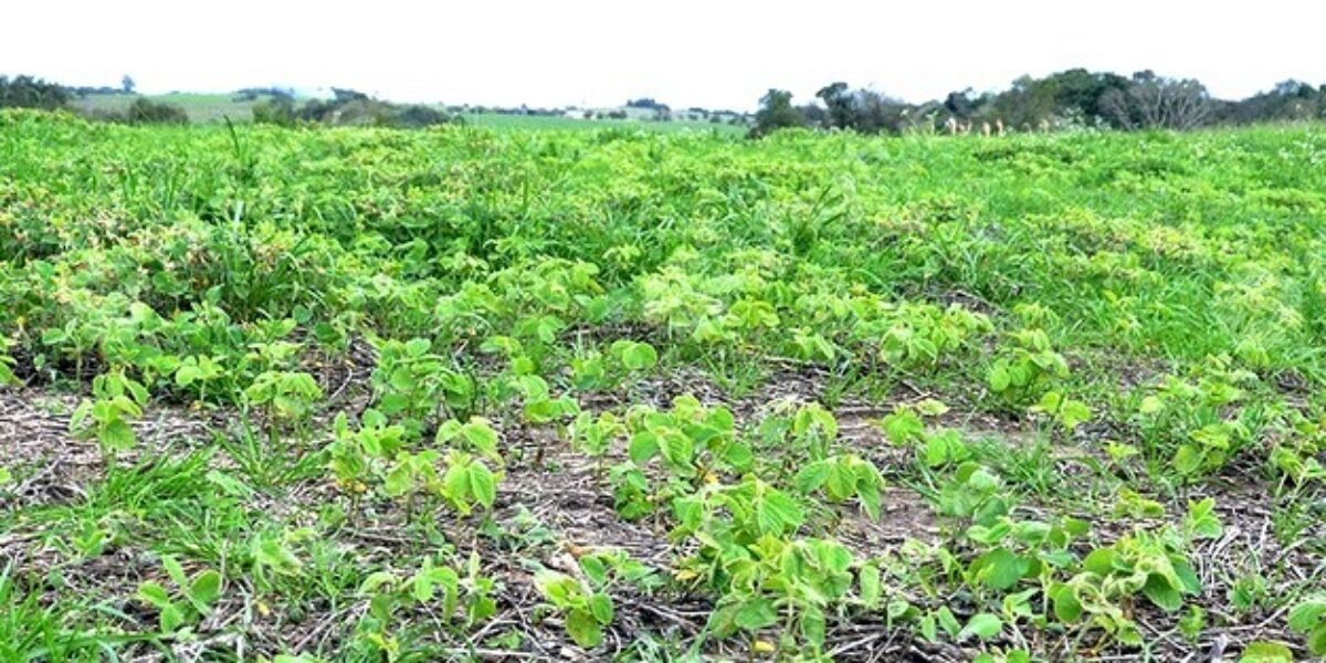 Governo do Estado, por meio da Agrodefesa, alerta produtores sobre vazio sanitário da soja