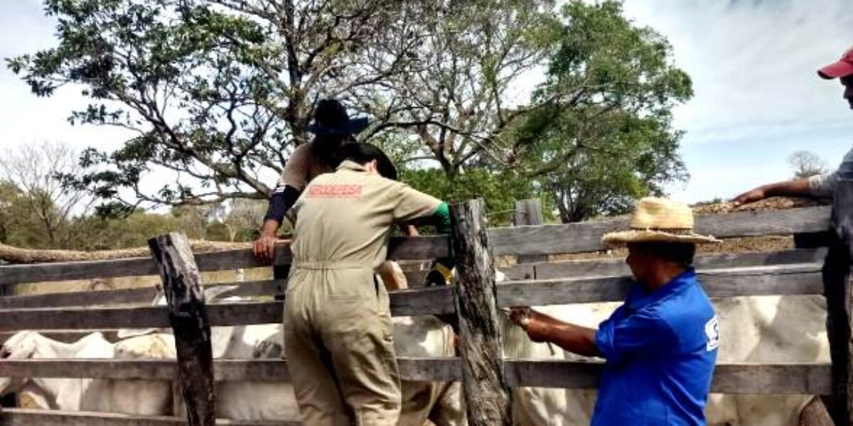 Agrodefesa participa de operação oficial de vacinação contra febre aftosa na Ilha do Bananal