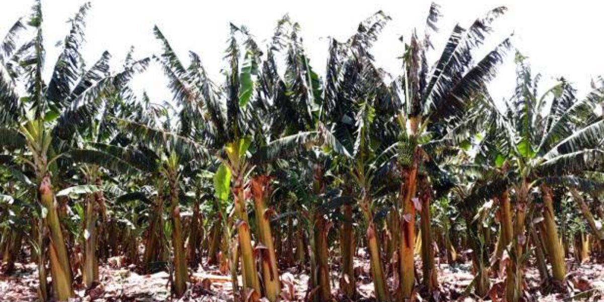 Agrodefesa orienta produtores de Itumbiara e Buriti Alegre sobre normas de produção e comércio de banana