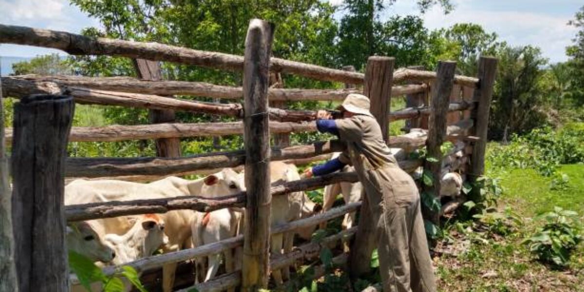 Equipes da Agrodefesa vacinam animais em comunidades quilombolas no Nordeste goiano