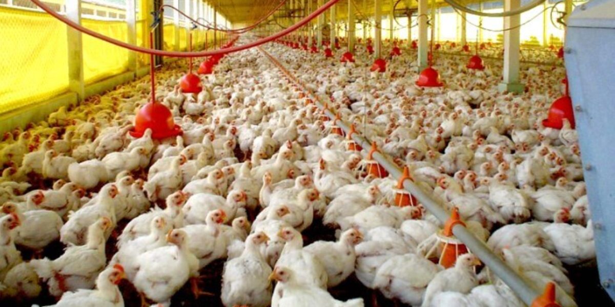 Registro de granjas avícolas é obrigatório, alerta Governo de Goiás, por meio da Agrodefesa