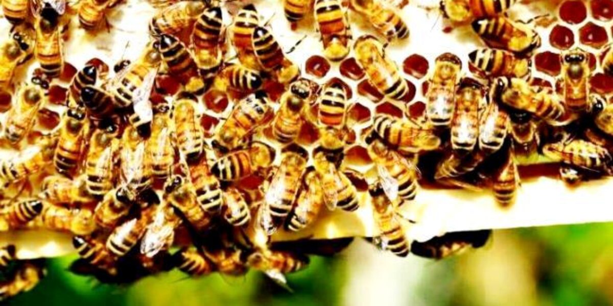 Agrodefesa orienta apicultores sobre cuidados com a saúde das abelhas