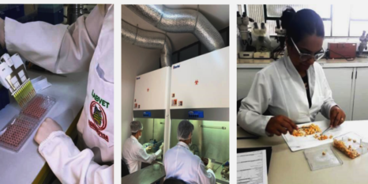 Laboratórios da Agrodefesa mantêm todos os serviços essenciais durante quarentena da Covid-19