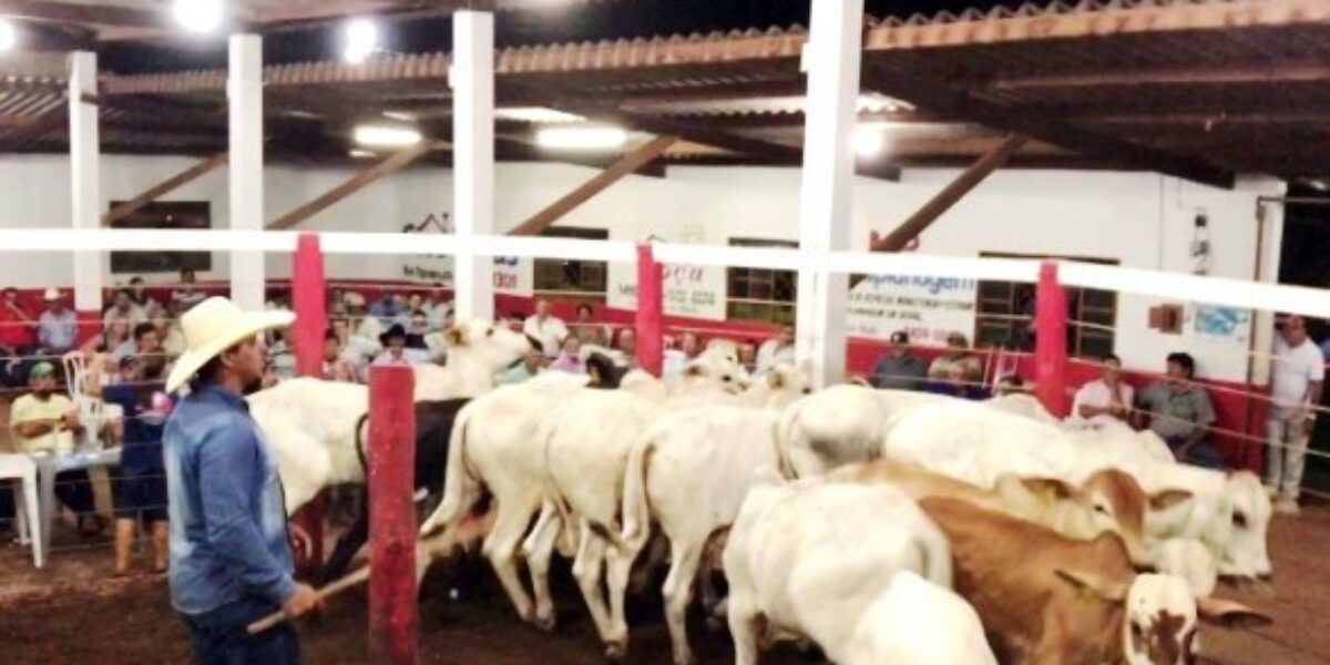 Governo de Goiás, por meio da Agrodefesa, define novas regras para leilões de animais durante pandemia