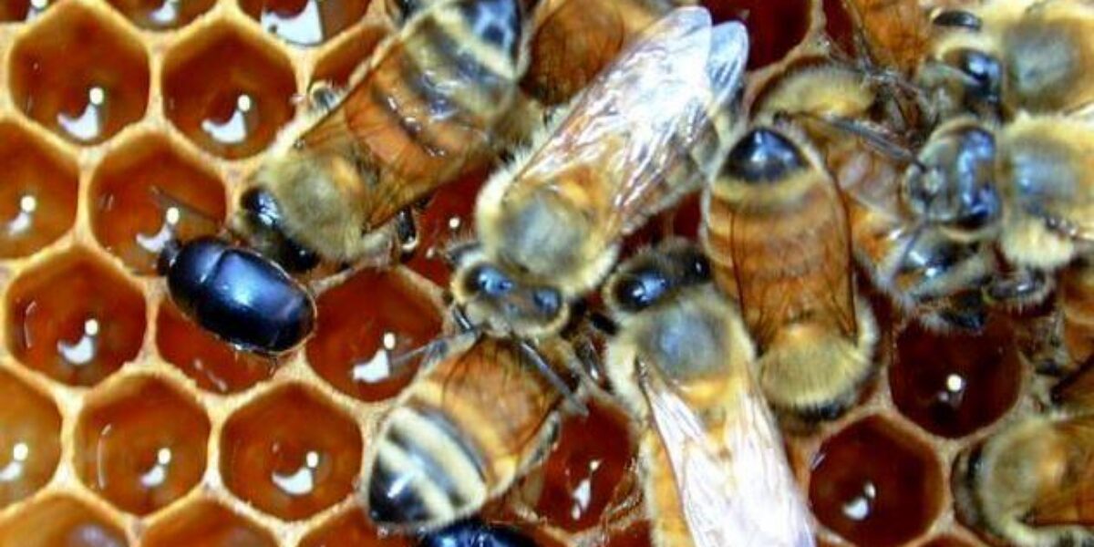 Agrodefesa identifica e combate praga do pequeno besouro em São Simão e orienta apicultores do Estado