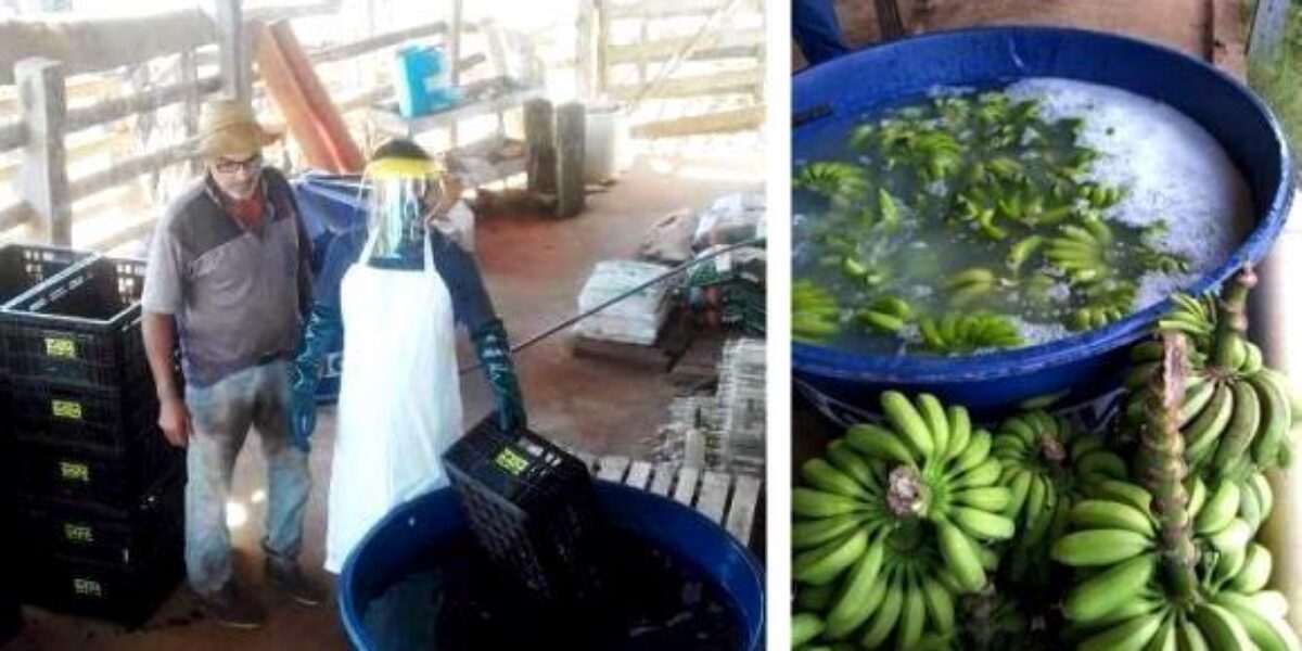 Agrodefesa orienta produtores e comerciantes da região Oeste de Goiás sobre prevenção e controle de pragas em banana