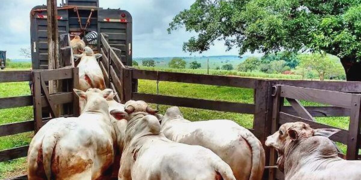 Movimentação de bovinos deve ser feita com base em regras legais e normas sanitárias, orienta Agrodefesa