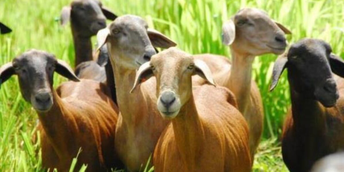 Governo de Goiás, por meio da Agrodefesa, orienta sobre normas para movimentar caprinos e ovinos