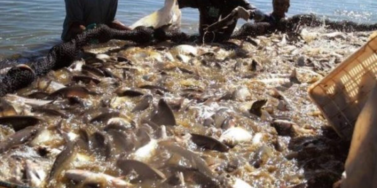 Movimentação de peixes deve seguir normas legais e zoossanitárias, orienta Governo de Goiás por meio da Agrodefesa