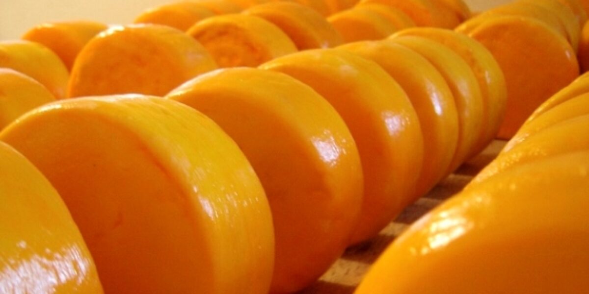 Aprovados quatro projetos para produção de queijos artesanais em Goiás, informa Agrodefesa