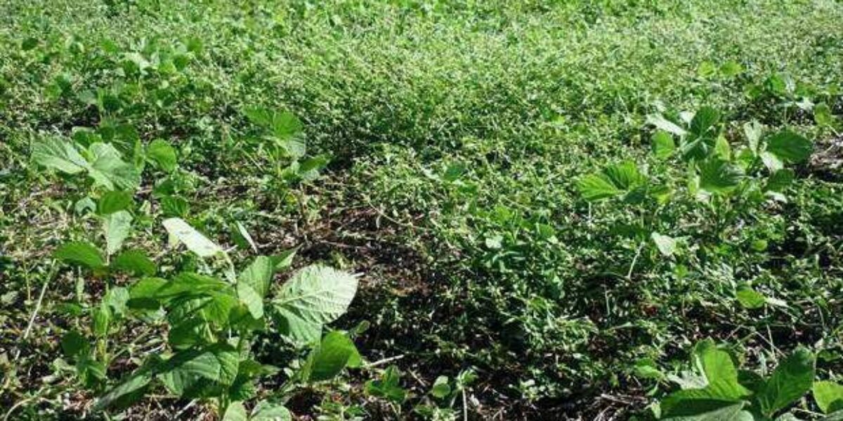 Agrodefesa intensifica fiscalização de áreas de soja para garantir cumprimento do vazio sanitário