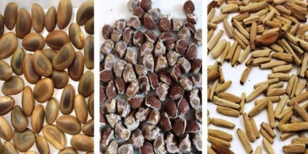 Agrodefesa Alerta sobre perigo de recebimento de pacotes de sementes do exterior não solicitadas
