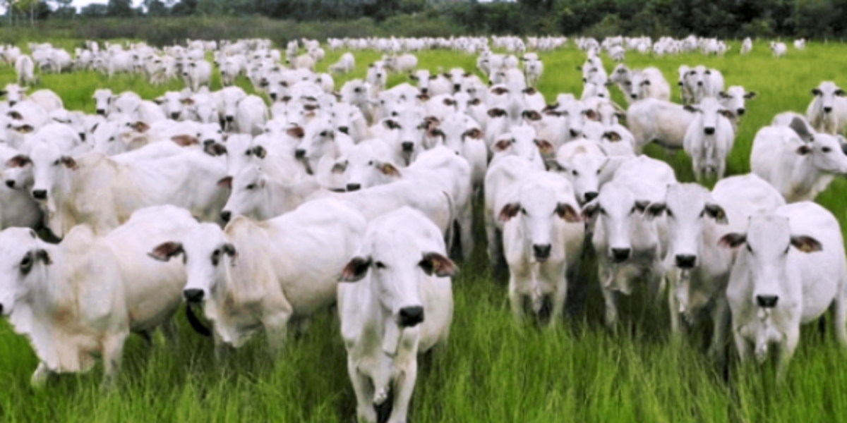 Cooperação entre Governo de Goiás e Fundepec impulsiona a pecuária goiana