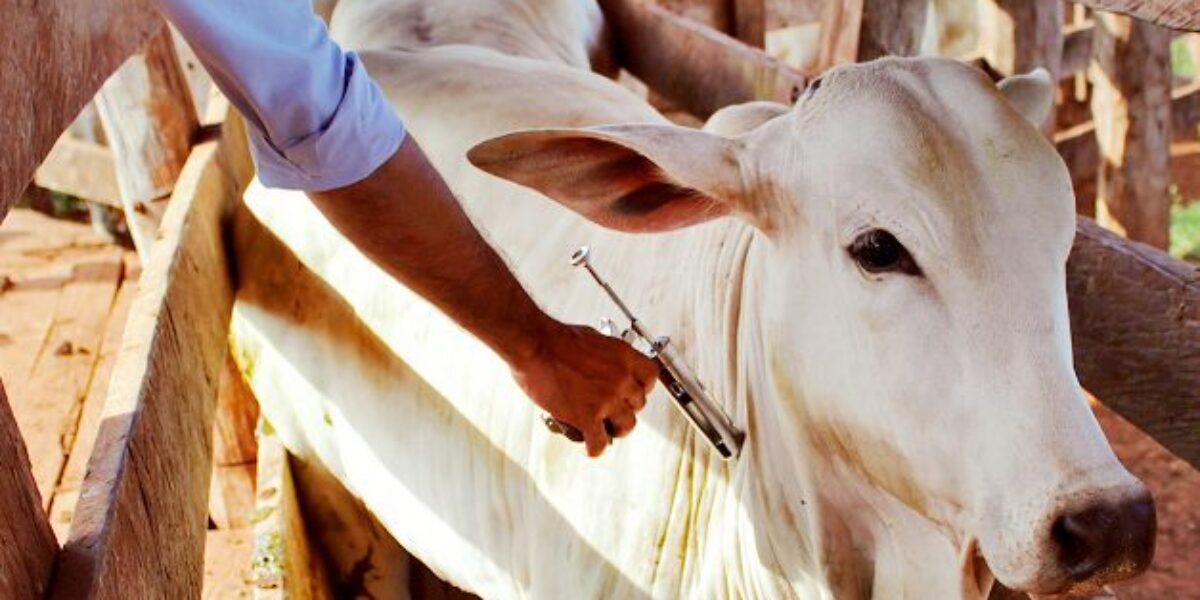 Dia 30, prazo final para vacinar bovinos e bubalinos contra febre aftosa