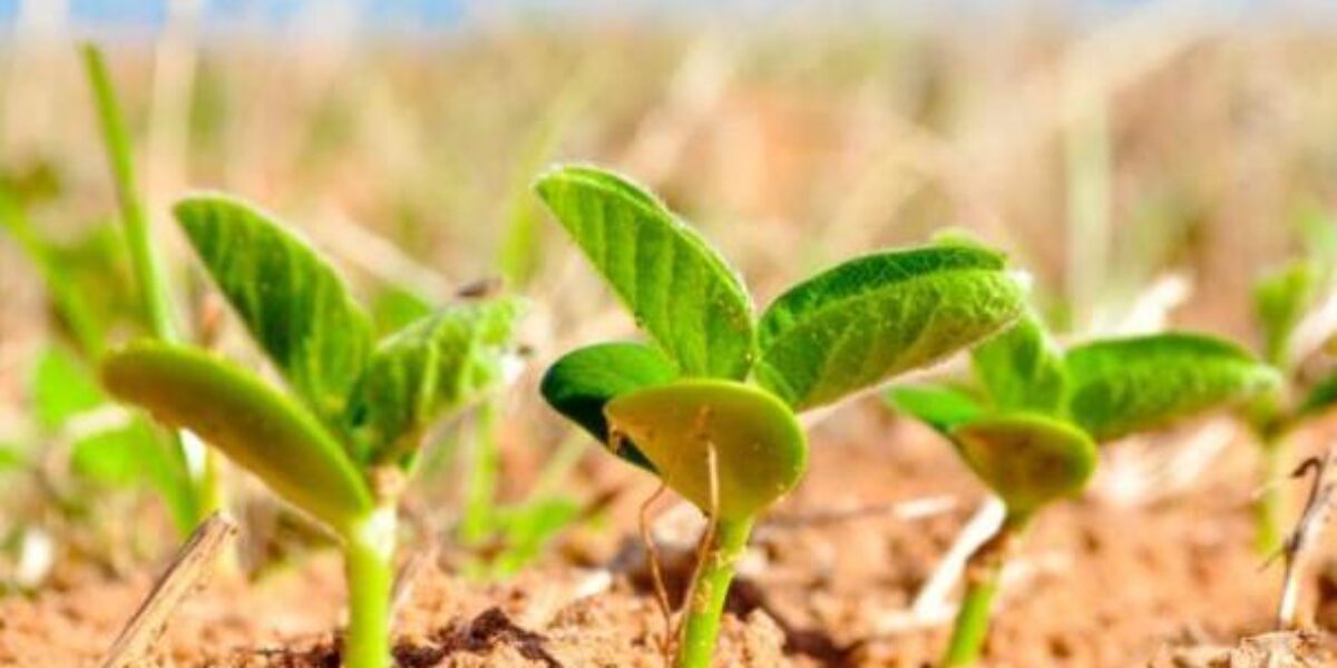 Agrodefesa alerta produtores para cadastro de propriedades e áreas plantadas de soja, feijão, algodão e girassol