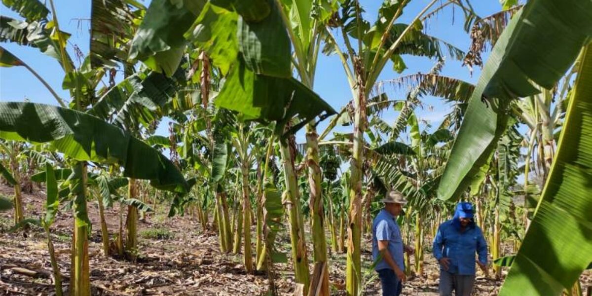 Agrodefesa intensifica ações de controle fitossanitário em cultivos de banana no Oeste goiano