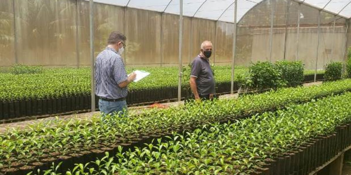 Goiás realiza levantamento anual de cancro cítrico em viveiros e áreas comerciais de citros