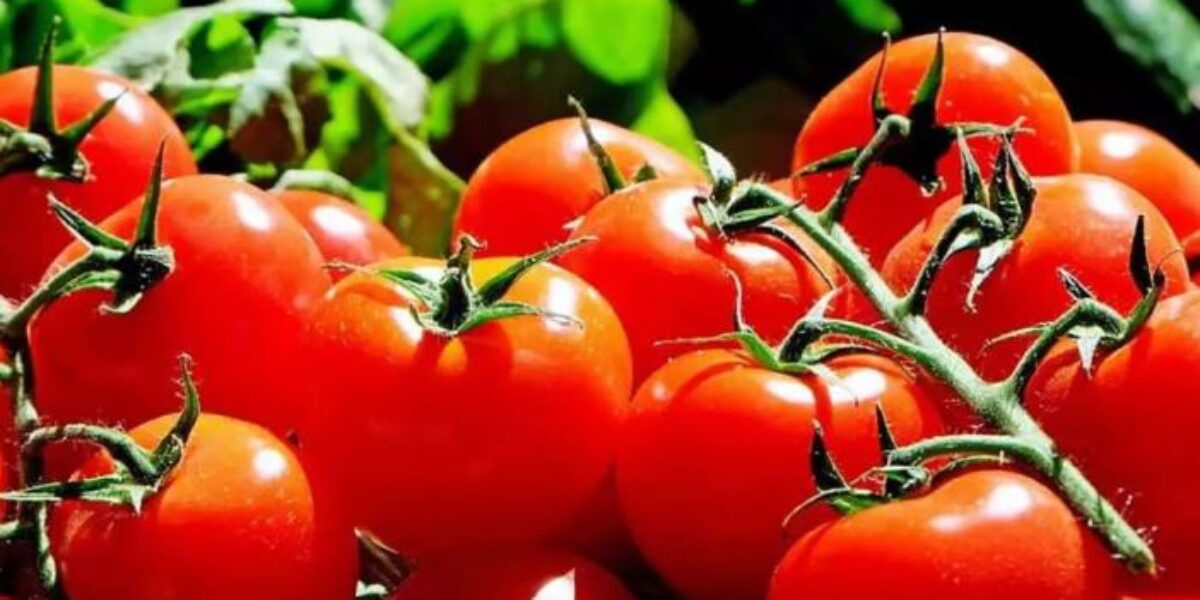 Governo de Goiás, por meio da Agrodefesa e UEG, apoia Congresso Brasileiro do Tomate Industrial