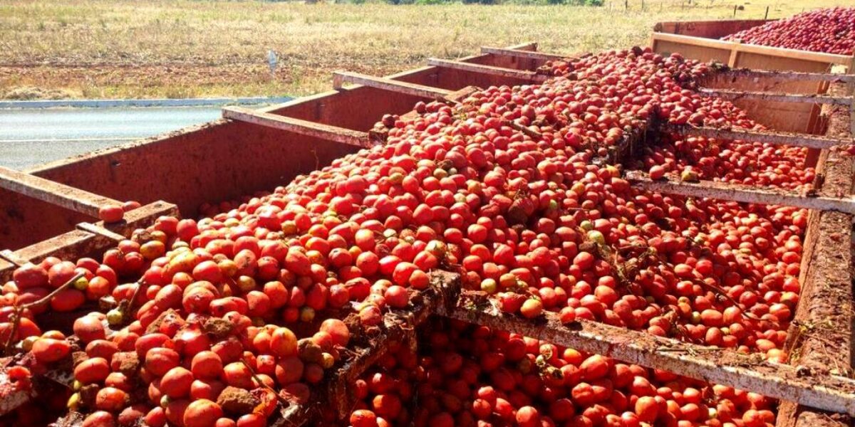 Congresso Brasileiro do Tomate Industrial começa nesta terça-feira