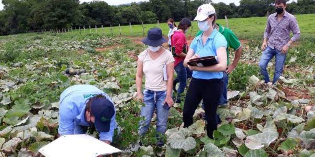 Missão técnica do USDA reforça interesse na importação de abóbora de Goiás