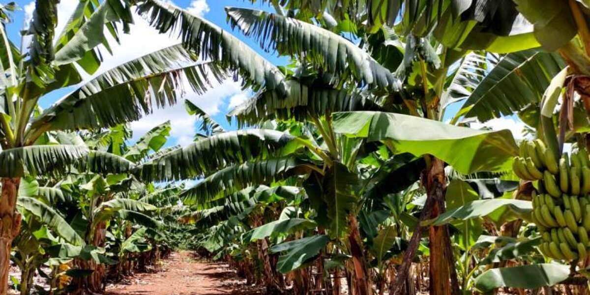 Agrodefesa realiza ação preventiva para evitar pragas em bananais de Goiás