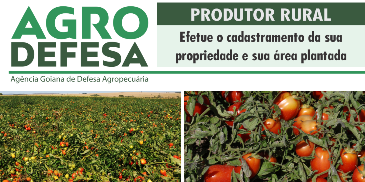 Agrodefesa alerta produtores para cadastro de propriedades e áreas plantadas de Tomate