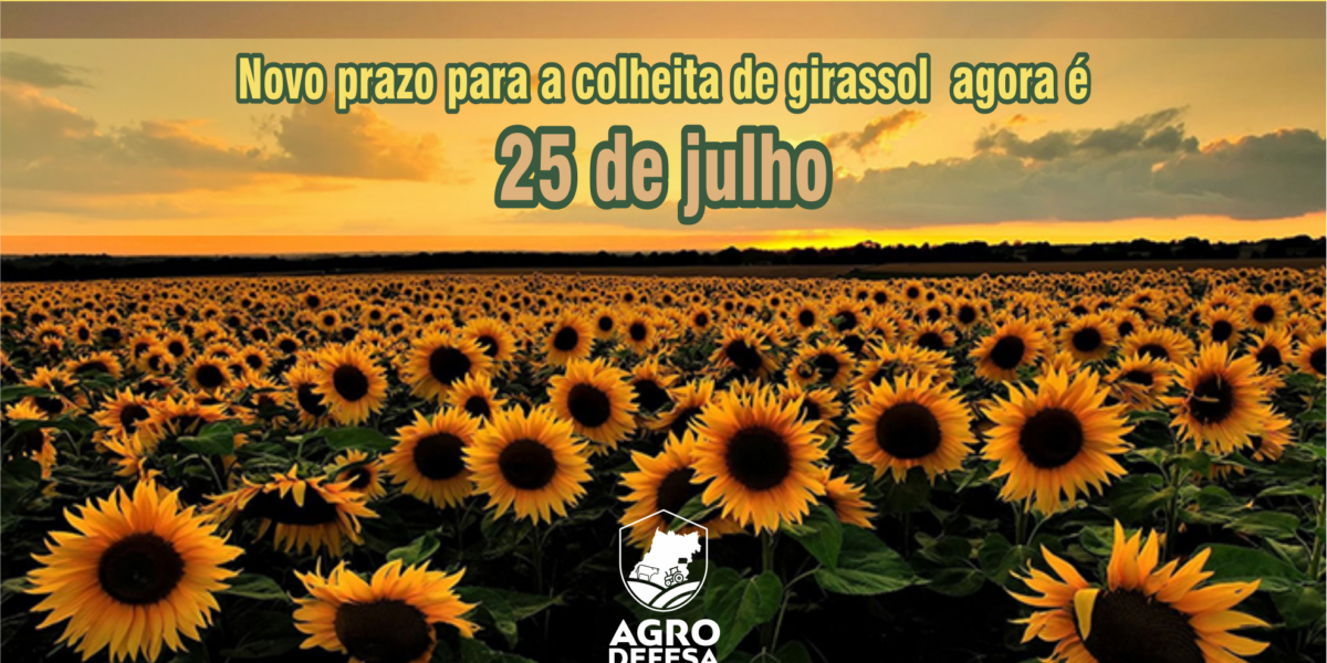 Agrodefesa prorroga o prazo para finalizar a colheita do girassol em Goiás