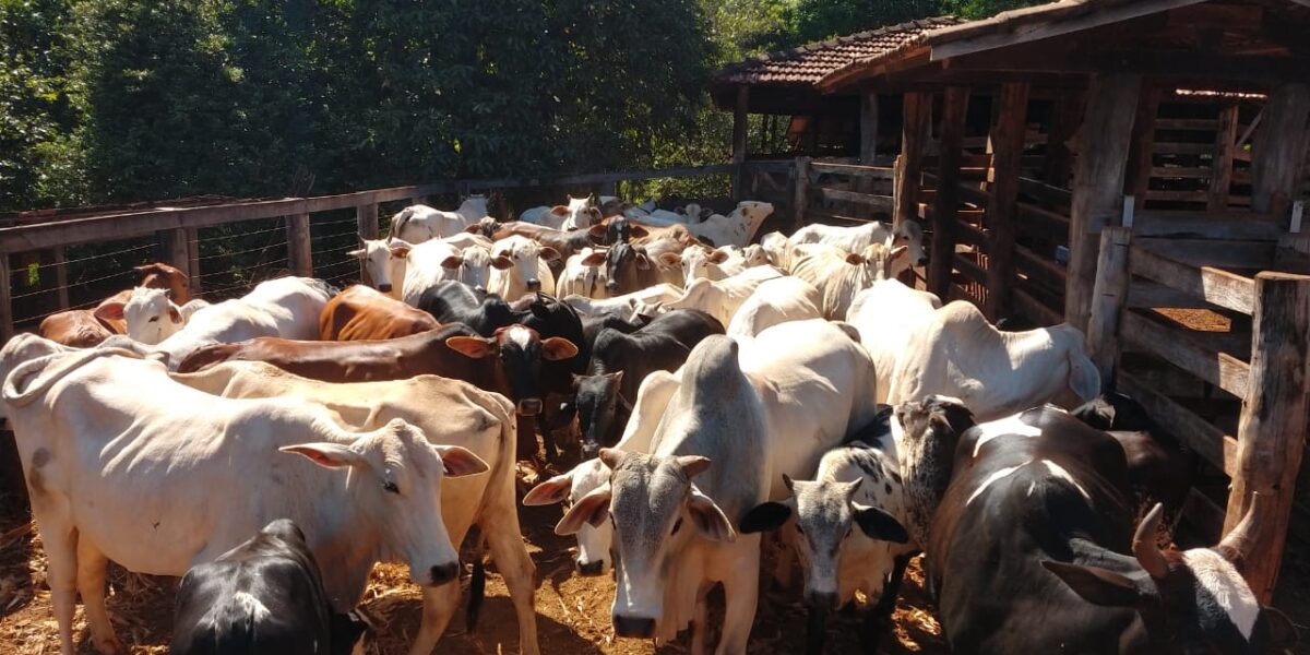 2ª etapa de vacinação contra febre aftosa e raiva dos herbívoros começa dia 01/11