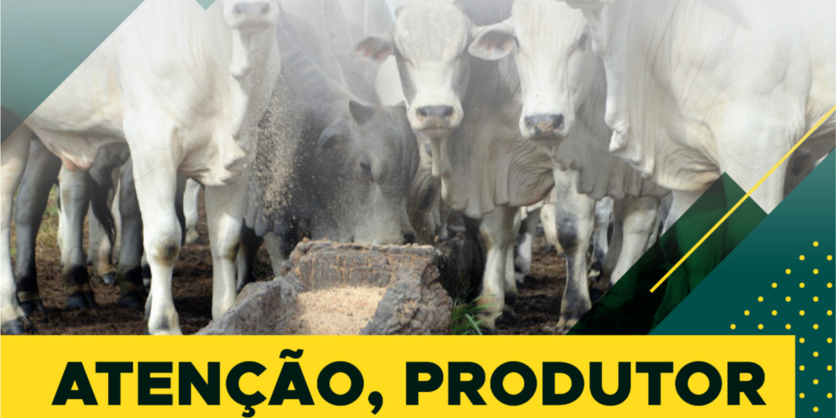 Governo de Goiás orienta produtor a não usar cama de frango na alimentação de ruminantes